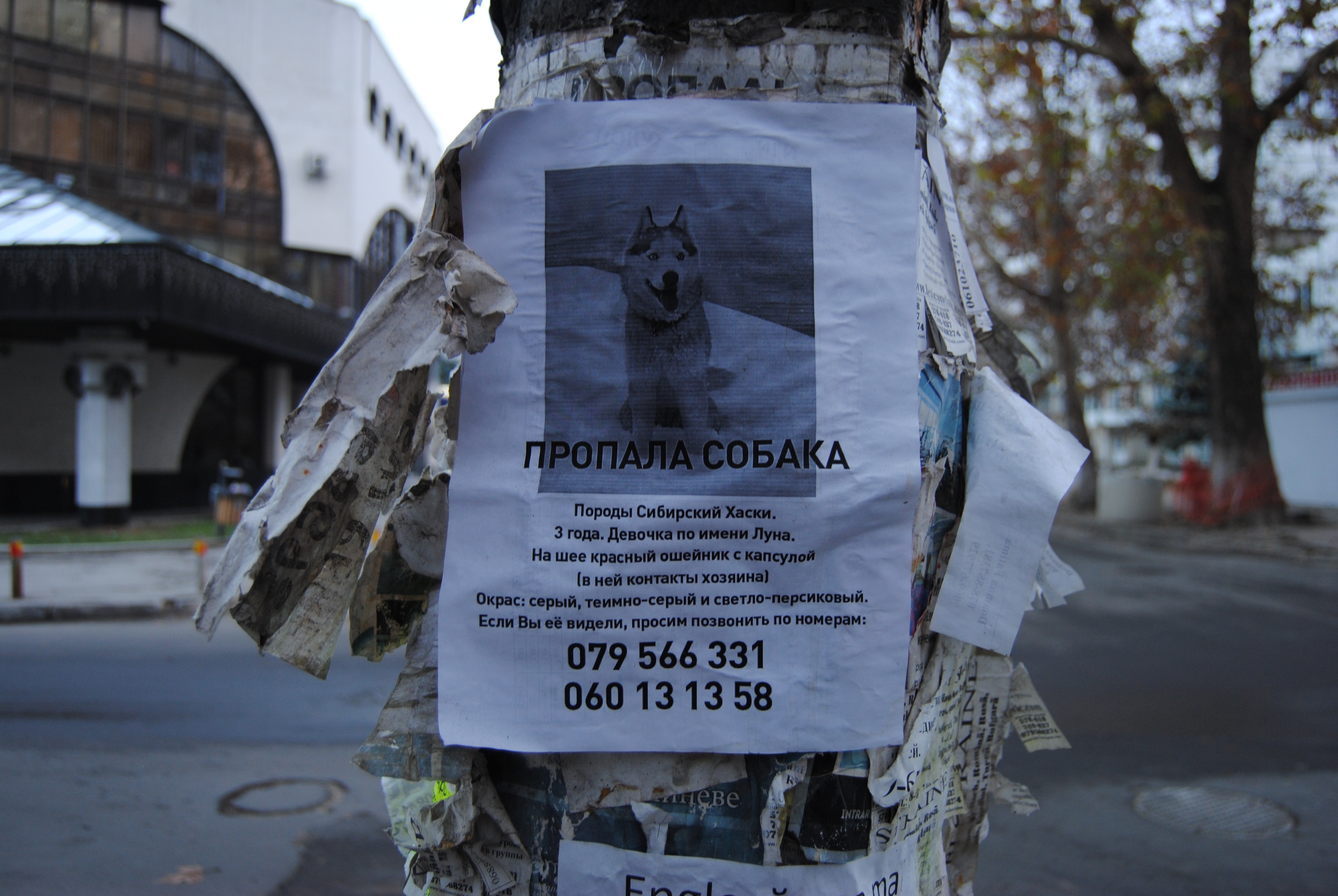 Perro perdido en las calles de Chisinau