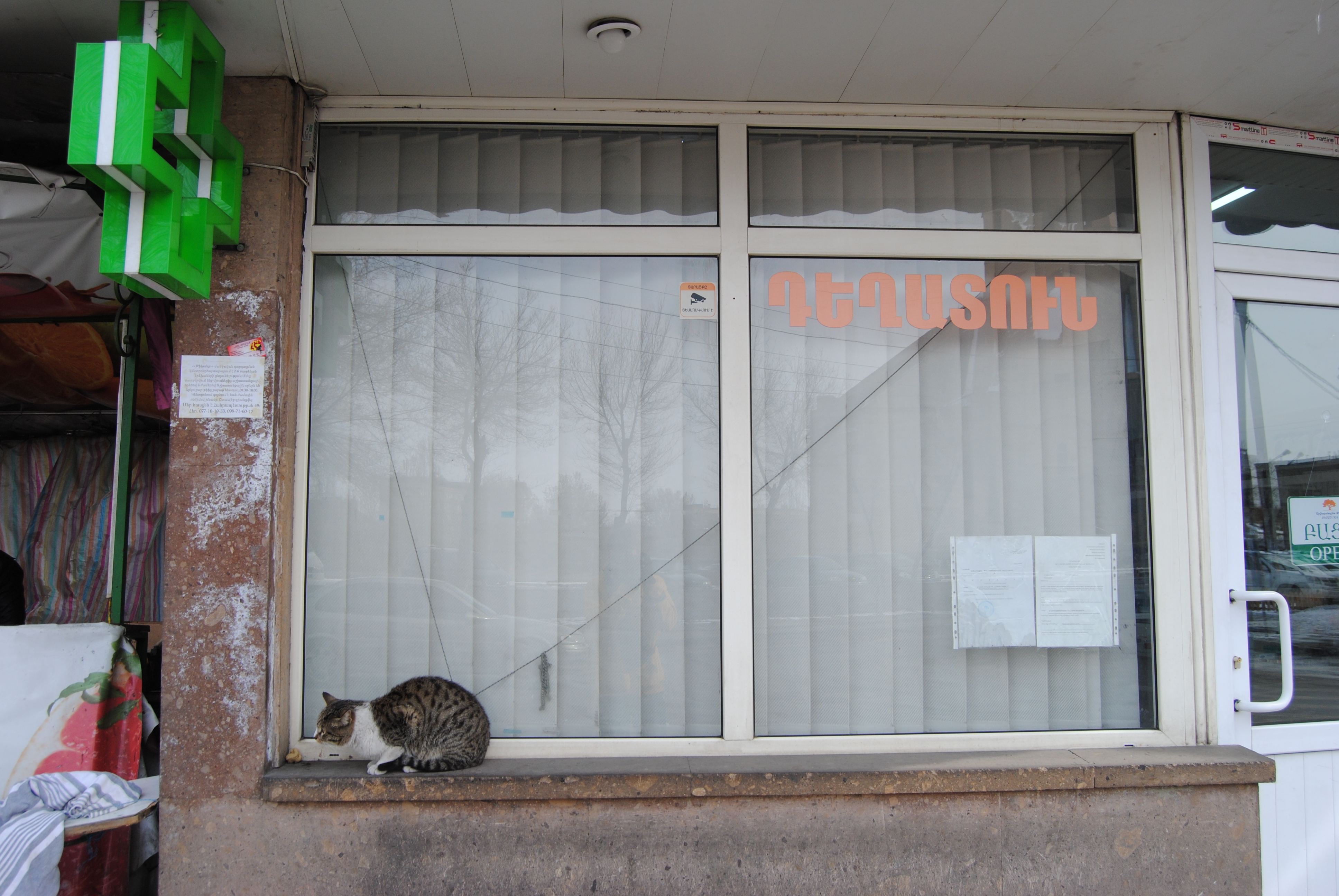 Gato en una farmacia de Ereván